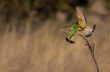 Vumbura - Little Bee Eaters Vumbura - Little Bee Eaters